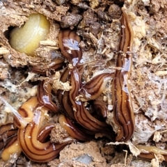 Anzoplana trilineata (A Flatworm) at Jarramlee-West MacGregor Grasslands - 2 Jan 2023 by trevorpreston