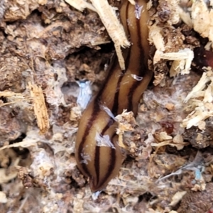 Anzoplana trilineata at Macgregor, ACT - 2 Jan 2023