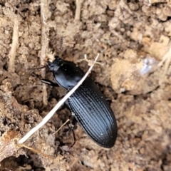 Meneristes australis (Darking beetle) at Jarramlee-West MacGregor Grasslands - 2 Jan 2023 by trevorpreston