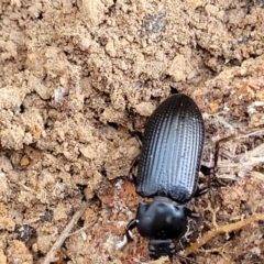 Meneristes australis at Macgregor, ACT - 2 Jan 2023 12:27 PM