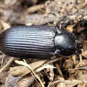 Meneristes australis at Macgregor, ACT - 2 Jan 2023 12:26 PM