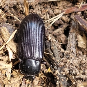 Meneristes australis at Macgregor, ACT - 2 Jan 2023 12:26 PM