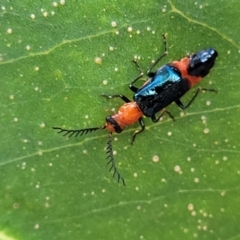 Balanophorus sp. (genus) at Jarramlee-West MacGregor Grasslands - 2 Jan 2023 by trevorpreston