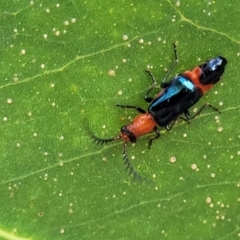 Balanophorus sp. (genus) at Macgregor, ACT - 2 Jan 2023