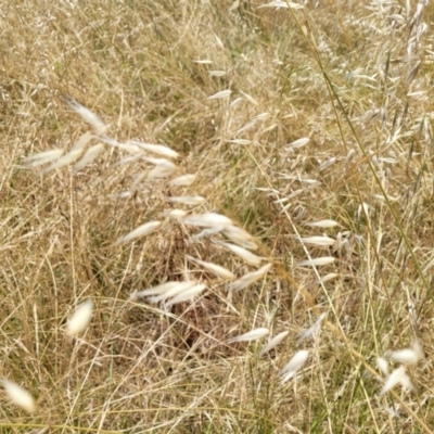 Avena barbata (Bearded Oat) at Macgregor, ACT - 2 Jan 2023 by trevorpreston