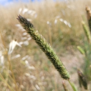 Phalaris aquatica at Macgregor, ACT - 2 Jan 2023