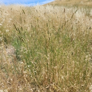 Phalaris aquatica at Macgregor, ACT - 2 Jan 2023 12:20 PM