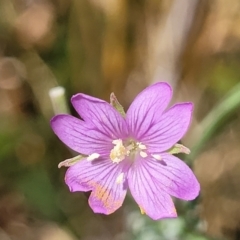 Epilobium billardiereanum (Willowherb) at Macgregor, ACT - 2 Jan 2023 by trevorpreston