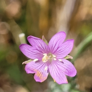 Epilobium billardiereanum at Macgregor, ACT - 2 Jan 2023 12:18 PM