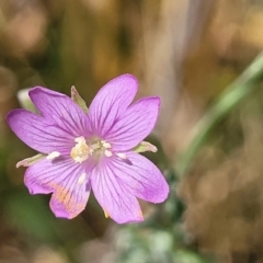 Epilobium billardiereanum at Macgregor, ACT - 2 Jan 2023 12:18 PM