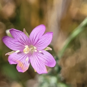 Epilobium billardiereanum at Macgregor, ACT - 2 Jan 2023