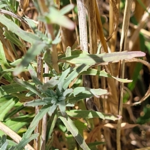 Epilobium billardiereanum at Macgregor, ACT - 2 Jan 2023 12:18 PM