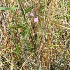 Epilobium billardiereanum at Macgregor, ACT - 2 Jan 2023 12:18 PM