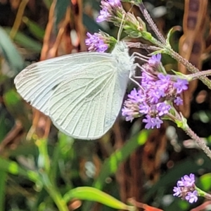 Pieris rapae at Macgregor, ACT - 2 Jan 2023 12:11 PM