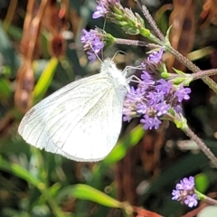 Pieris rapae at Macgregor, ACT - 2 Jan 2023 12:11 PM