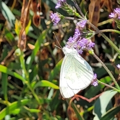 Pieris rapae at Macgregor, ACT - 2 Jan 2023 12:11 PM