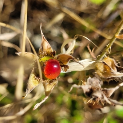 Rubus parvifolius (Native Raspberry) at Macgregor, ACT - 2 Jan 2023 by trevorpreston