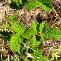 Rubus parvifolius at Macgregor, ACT - 2 Jan 2023