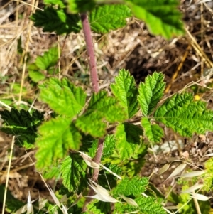 Rubus parvifolius at Macgregor, ACT - 2 Jan 2023 12:09 PM