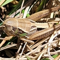 Praxibulus sp. (genus) (A grasshopper) at Jarramlee-West MacGregor Grasslands - 2 Jan 2023 by trevorpreston