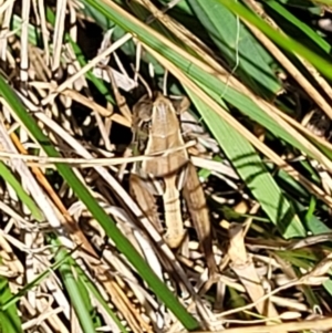 Praxibulus sp. (genus) at Macgregor, ACT - 2 Jan 2023