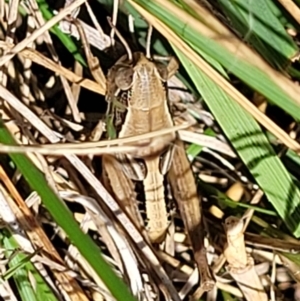 Praxibulus sp. (genus) at Macgregor, ACT - 2 Jan 2023