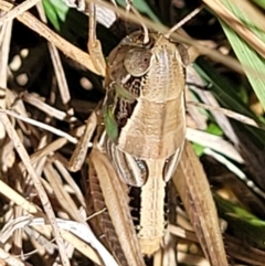 Praxibulus sp. (genus) at Macgregor, ACT - 2 Jan 2023