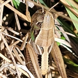 Praxibulus sp. (genus) at Macgregor, ACT - 2 Jan 2023