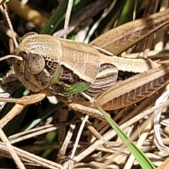 Praxibulus sp. (genus) at Macgregor, ACT - 2 Jan 2023