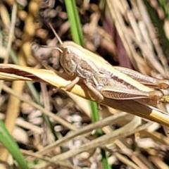 Praxibulus sp. (genus) (A grasshopper) at Macgregor, ACT - 2 Jan 2023 by trevorpreston