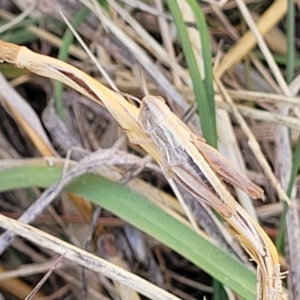 Praxibulus sp. (genus) at Macgregor, ACT - 2 Jan 2023