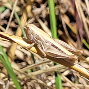 Praxibulus sp. (genus) at Macgregor, ACT - 2 Jan 2023