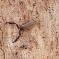 Pseudoscorpiones sp. (order) (False Scorpion, Pseudoscorpion) at Jarramlee-West MacGregor Grasslands - 2 Jan 2023 by trevorpreston