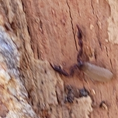 Pseudoscorpiones (order) at Macgregor, ACT - 2 Jan 2023