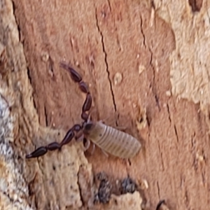 Pseudoscorpiones (order) at Macgregor, ACT - 2 Jan 2023