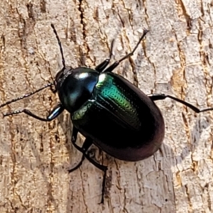 Chalcopteroides sp. (genus) at Macgregor, ACT - 2 Jan 2023 11:55 AM