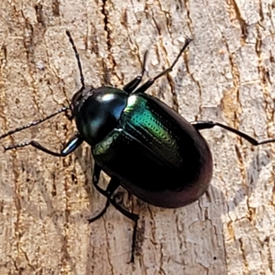 Chalcopteroides sp. (genus) (Rainbow darkling beetle) at Jarramlee-West MacGregor Grasslands - 2 Jan 2023 by trevorpreston
