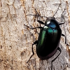 Chalcopteroides sp. (genus) at Macgregor, ACT - 2 Jan 2023 11:55 AM