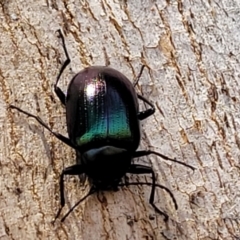 Chalcopteroides sp. (genus) at Macgregor, ACT - 2 Jan 2023