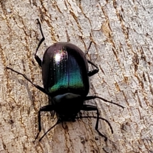 Chalcopteroides sp. (genus) at Macgregor, ACT - 2 Jan 2023 11:55 AM