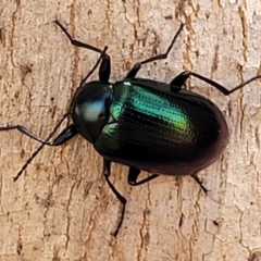 Chalcopteroides sp. (genus) at Macgregor, ACT - 2 Jan 2023 11:55 AM