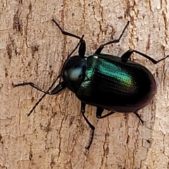 Chalcopteroides sp. (genus) at Macgregor, ACT - 2 Jan 2023 11:55 AM