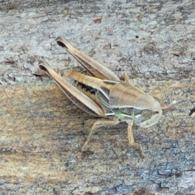 Praxibulus sp. (genus) (A grasshopper) at Macgregor, ACT - 2 Jan 2023 by trevorpreston