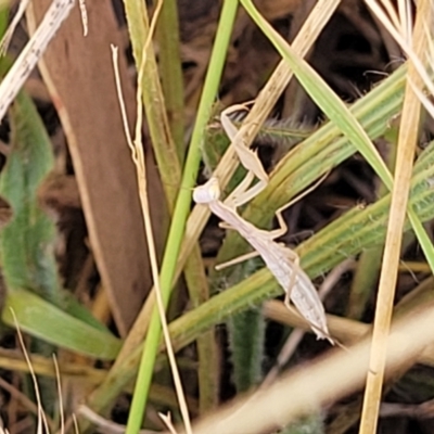 Unidentified Praying mantis (Mantodea) at Macgregor, ACT - 2 Jan 2023 by trevorpreston