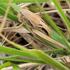 Praxibulus sp. (genus) (A grasshopper) at Jarramlee-West MacGregor Grasslands - 2 Jan 2023 by trevorpreston