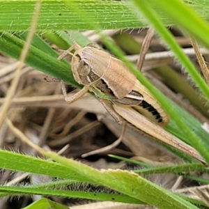 Praxibulus sp. (genus) at Macgregor, ACT - 2 Jan 2023