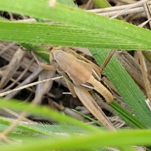 Praxibulus sp. (genus) at Macgregor, ACT - 2 Jan 2023