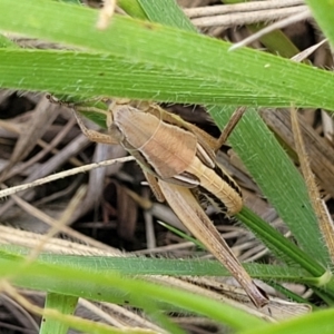 Praxibulus sp. (genus) at Macgregor, ACT - 2 Jan 2023