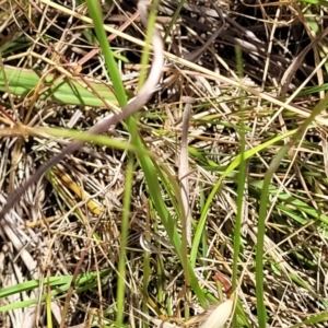 Mantidae (family) adult or nymph at Macgregor, ACT - 2 Jan 2023