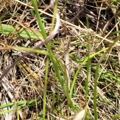Unidentified Praying mantis (Mantodea) at Jarramlee-West MacGregor Grasslands - 2 Jan 2023 by trevorpreston